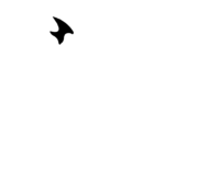 Raccoon Marketing